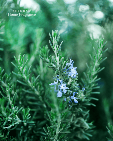 Rosemary Essential Oil to Ease out Tensions