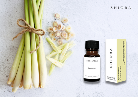 Lemongrass essential oil is obtained by steam distillation of fresh or partially dried lemongrass leaves. The oil manifests itself in colour from slightly yellow to very yellow and exudes a fresh, sweet, grassy, and citrus fragrant note after distillation. Perfumers especially like its relaxing effect, which is used in aromatherapy to treat depressive conditions. Although quite similar to the lemon’s aromatic note, lemongrass is still slightly different because you can feel that grassy moment in it. It is known to create a beneficial feeling of refreshment and invigoration, affects the elimination of bad moods, and relieves anxiety, stress, irritability, lethargy, nervousness and insomnia.