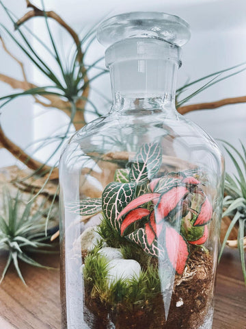 Terrarium workshop