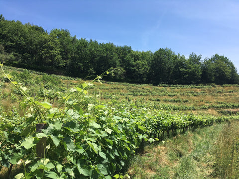 Patricks Rols, vignoble de Conques, Aveyron