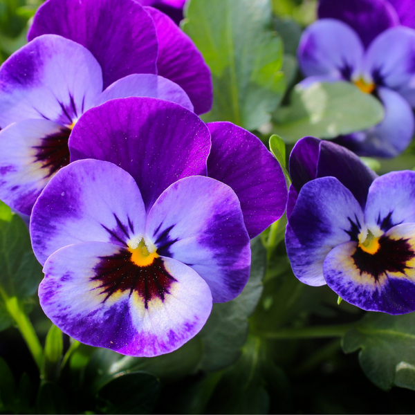 Pansies for spring