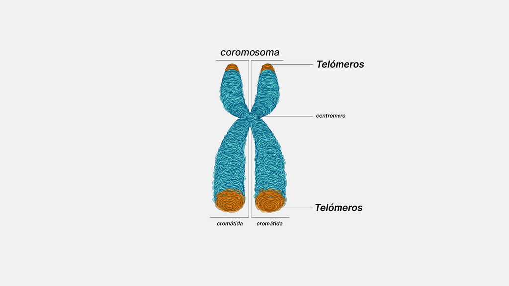Telómeros - ser vivo suplementos antienvejecimiento