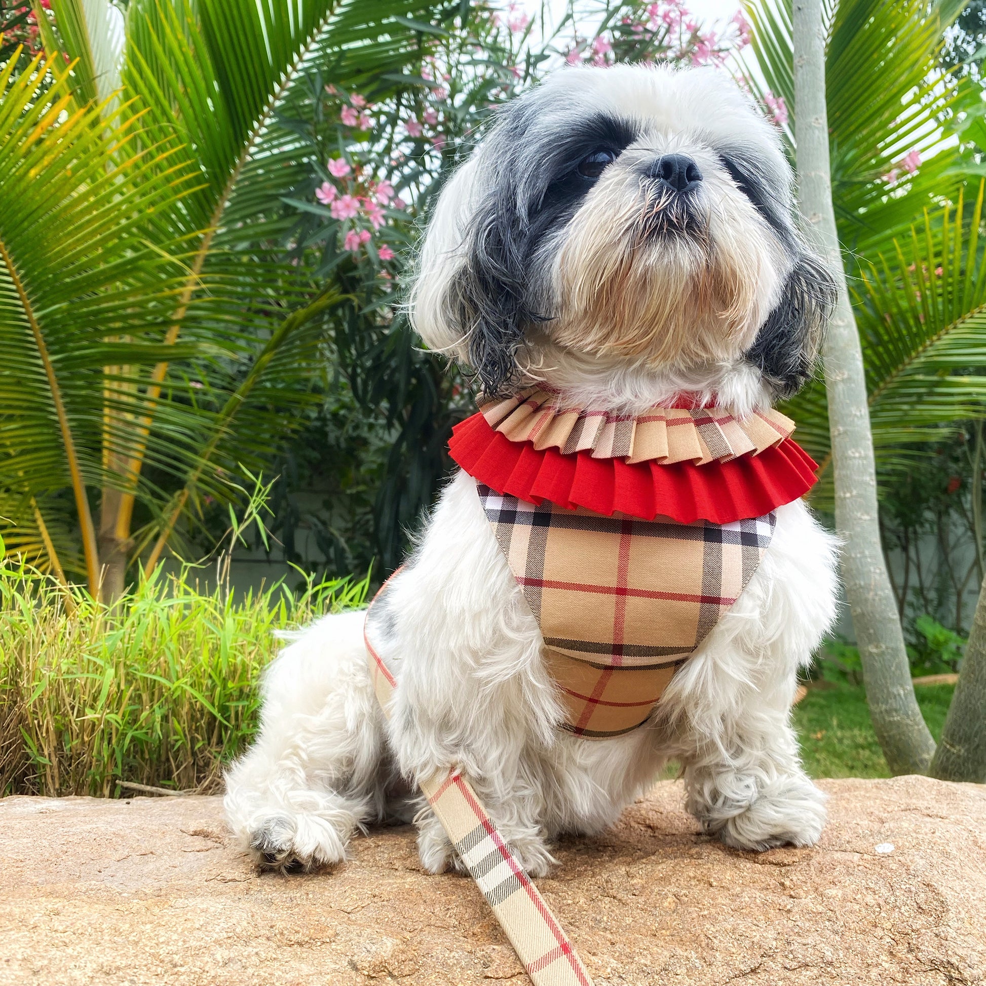Burberry Check Frill Harness | Buy Best Dog Harness Online – Dogobow