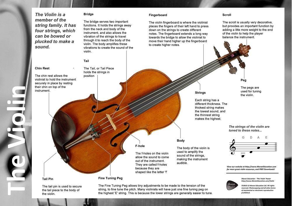 Viola перевод песни. Скрипка на английском языке. Детали скрипки названия. Раскладка на скрипке. Название частей скрипки.
