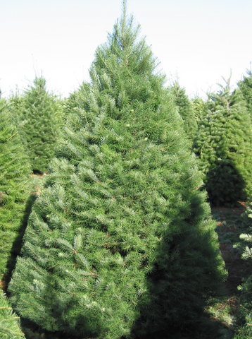 Douglas Fir Christmas Tree