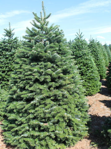 Nordmann Fir Christmas Tree