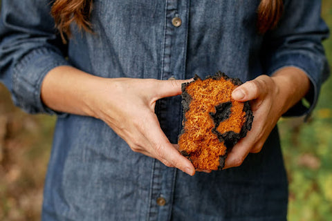 chaga mushroom 