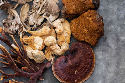 Dried mushrooms: Chaga, Reishi, Maitake, and lion's mane all gathered together on a counter