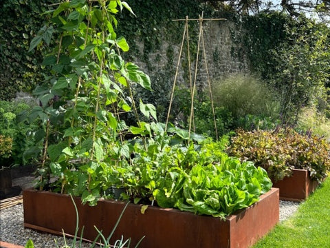 raised corten steel bed planted with vegetables next to lawn