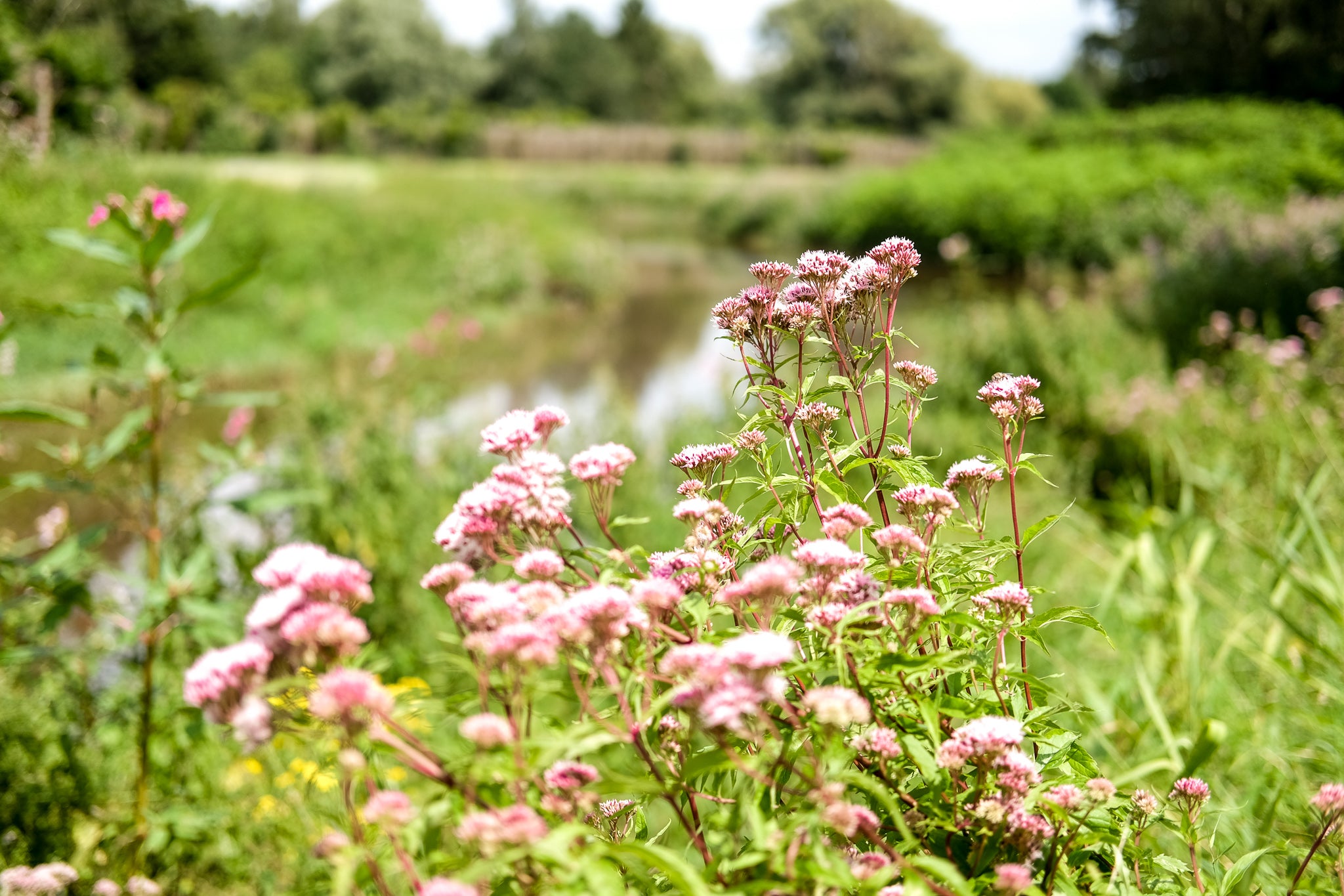 kessel meadows beemden kleine nete