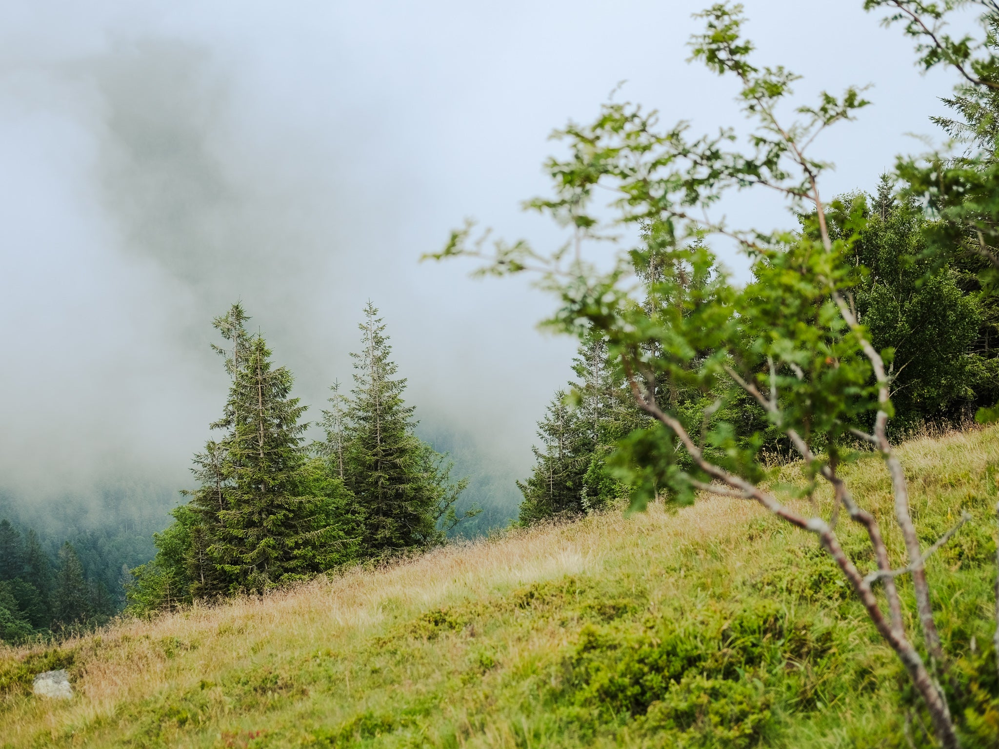 misty mountainview