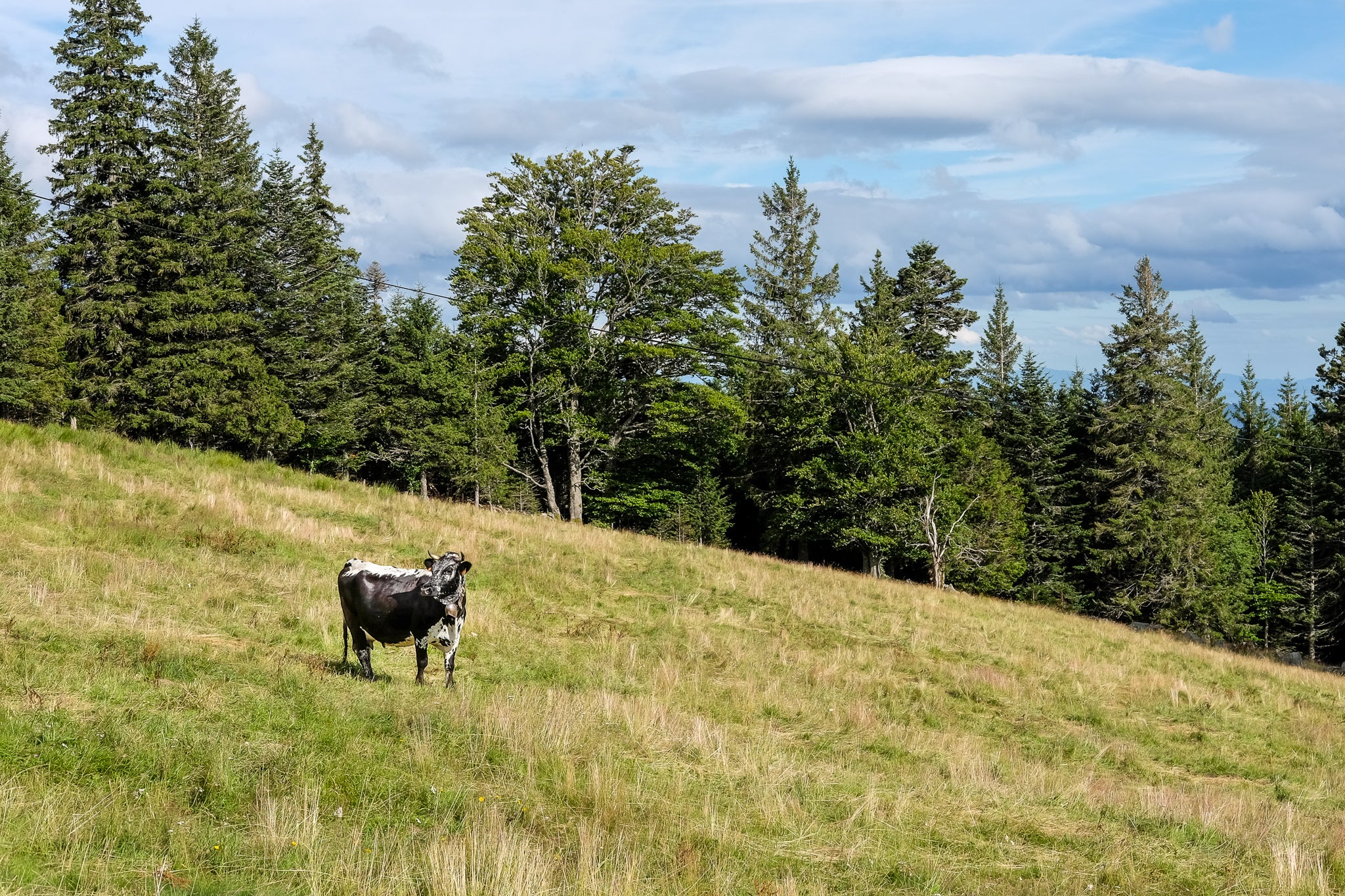 a 'vosgien' cow specific of the region in a mountainous scenery