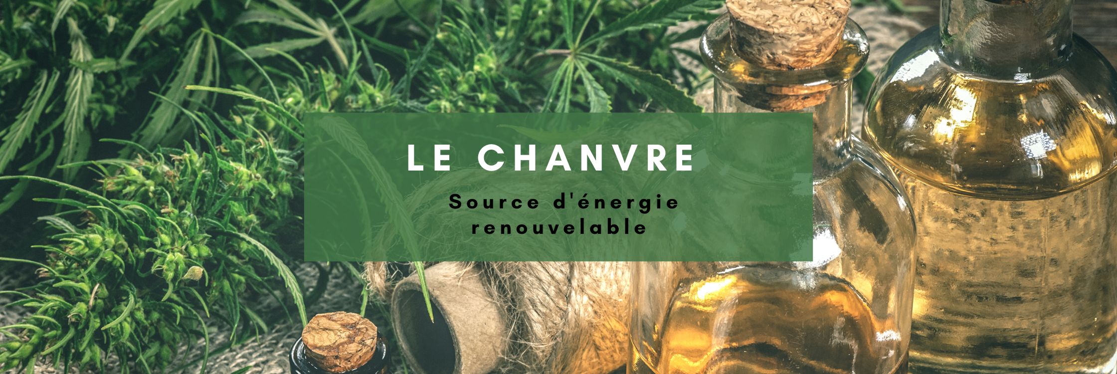 Le Chanvre : Source d'énergie renouvelable