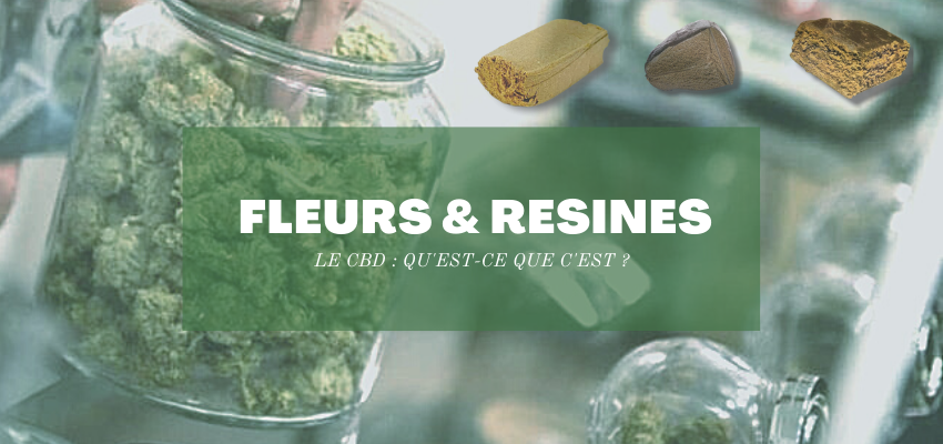 Fleurs et résines de CBD