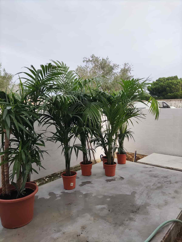 jardim tropical exterior em execução