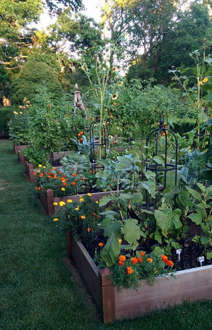 Jardim e Horticultura