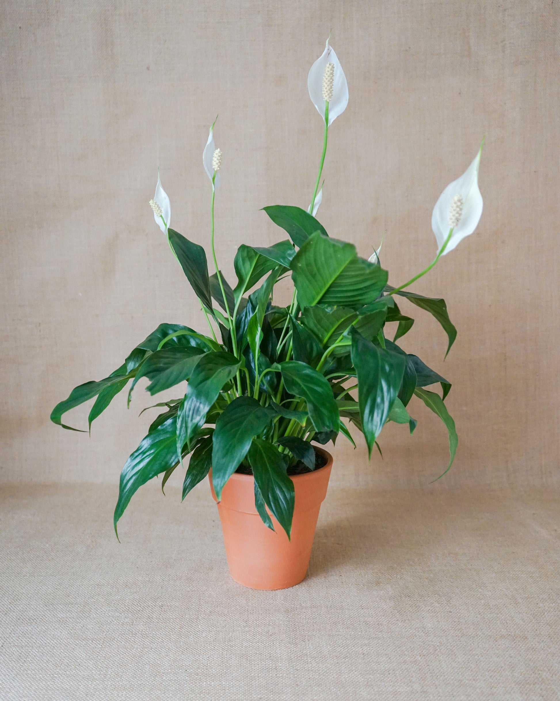 Spathiphyllum (Lírio da Paz) - Planta da Paz – Curae