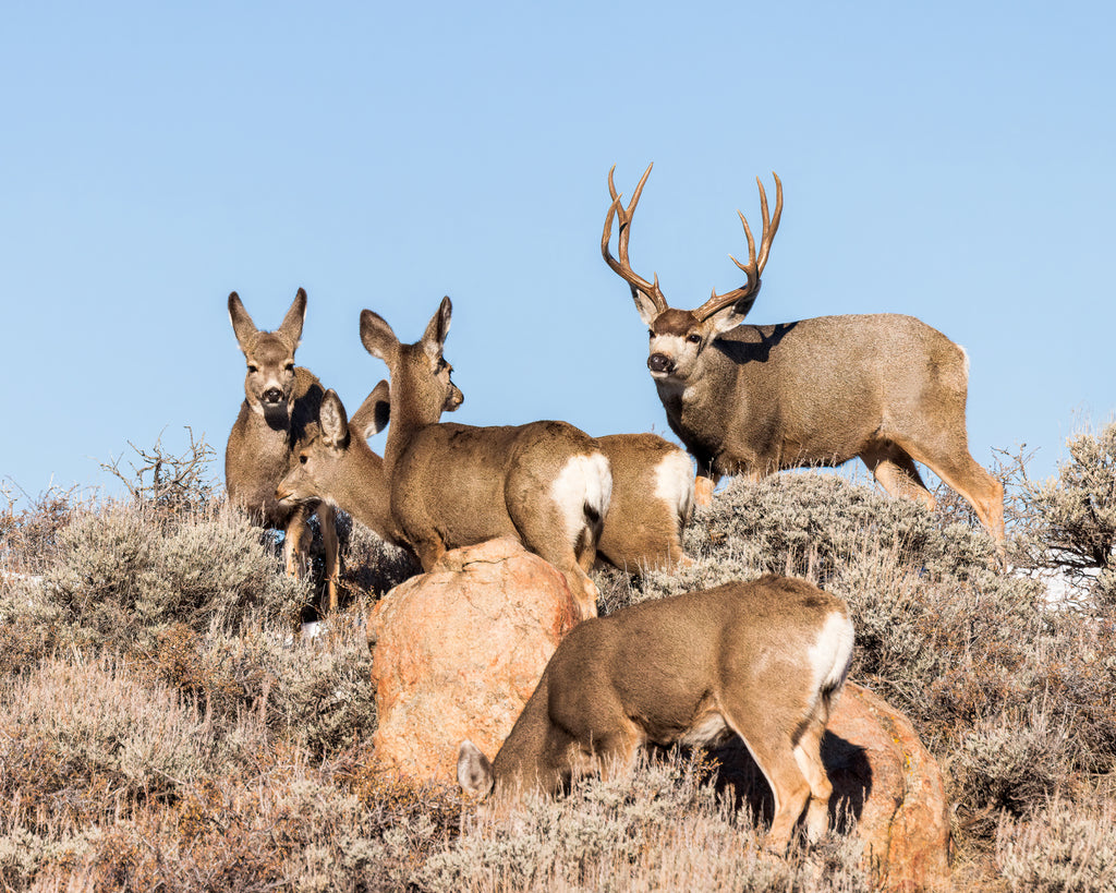 mule deer buck with does