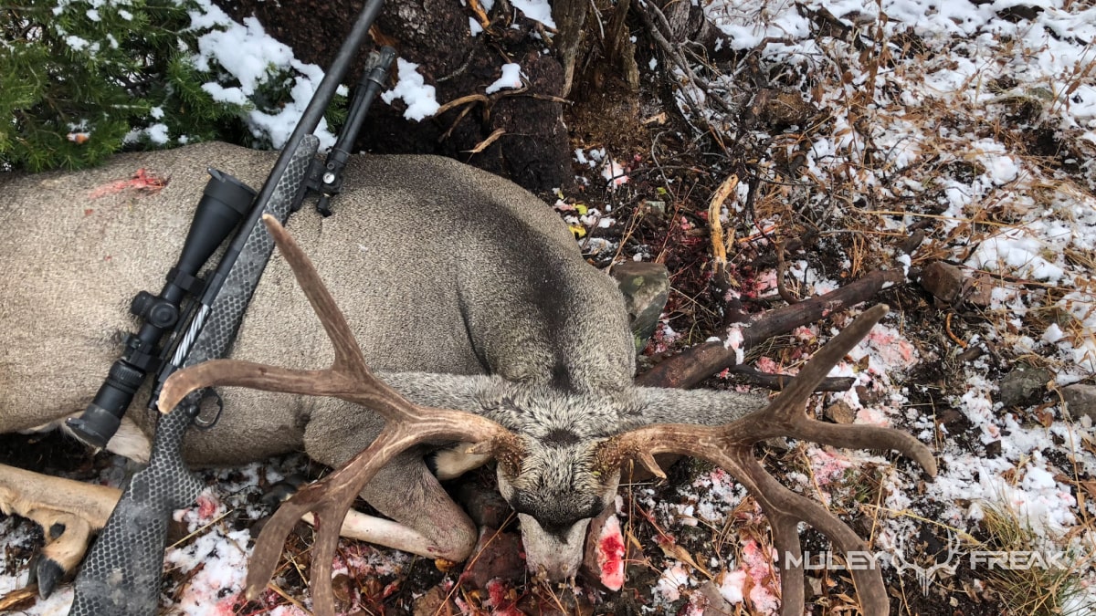 mule deer buck shot with proof research rifle