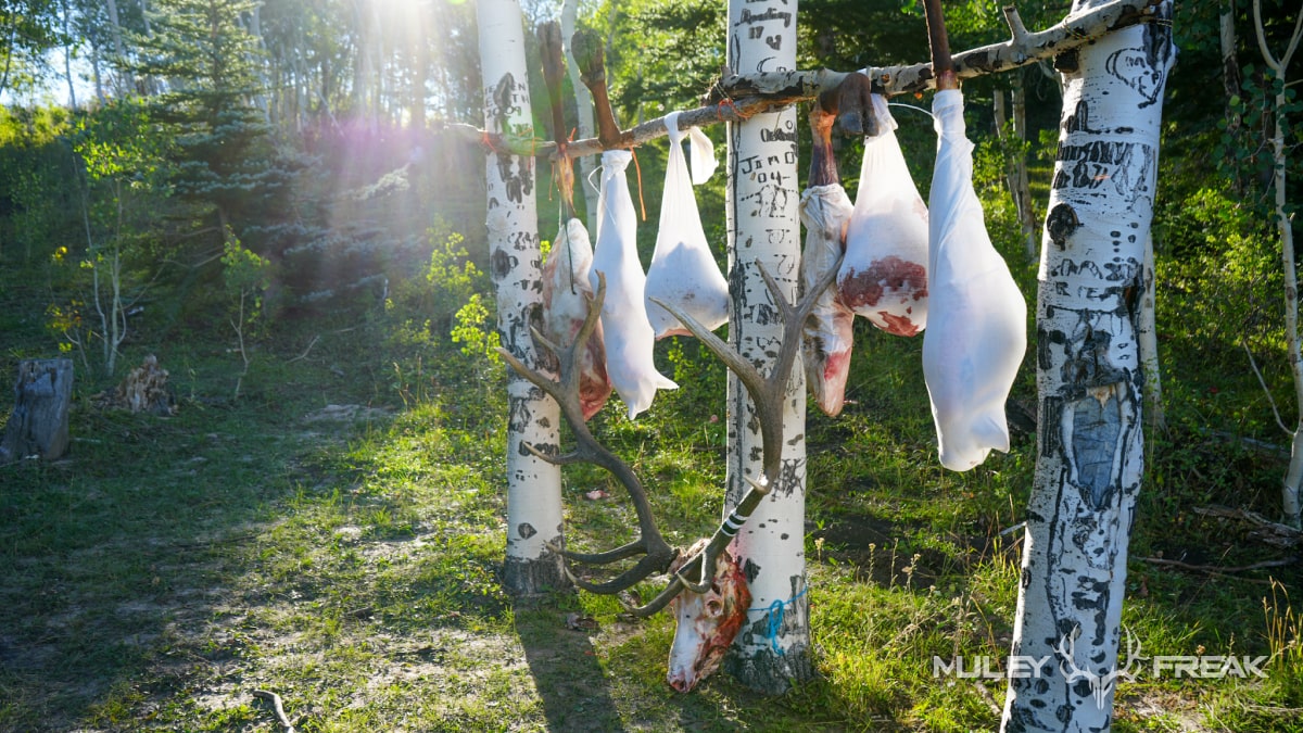 a quartered-out elk hanging at camp