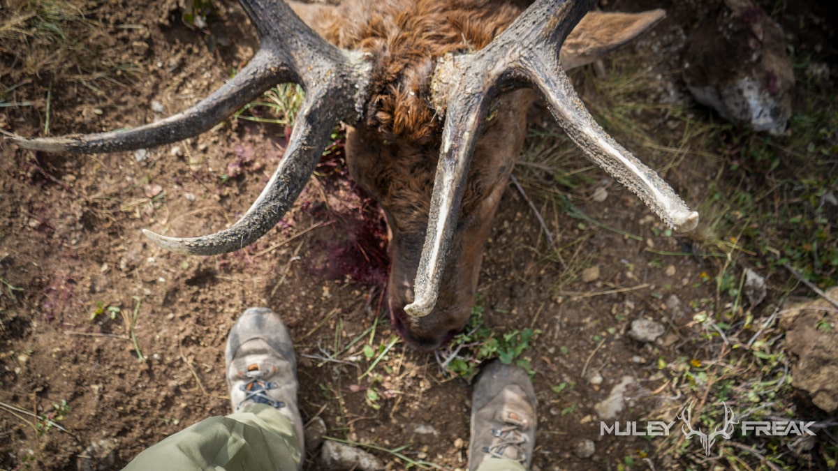 how to butcher an elk in the field