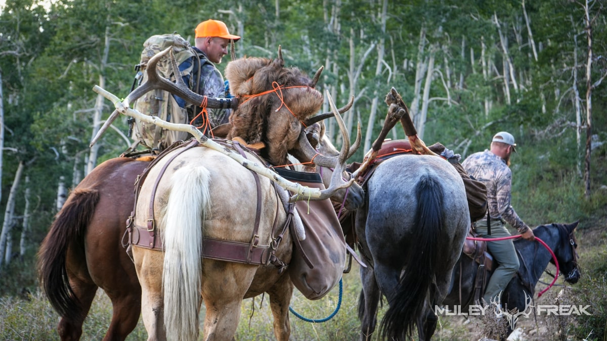 horses packing out an elk - muley freak
