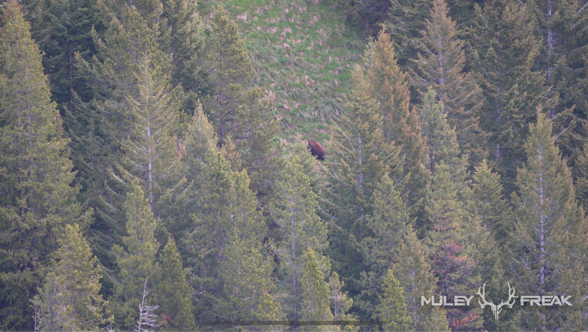 a big montana black bear grazing in an open clear cut surrounded by pine trees