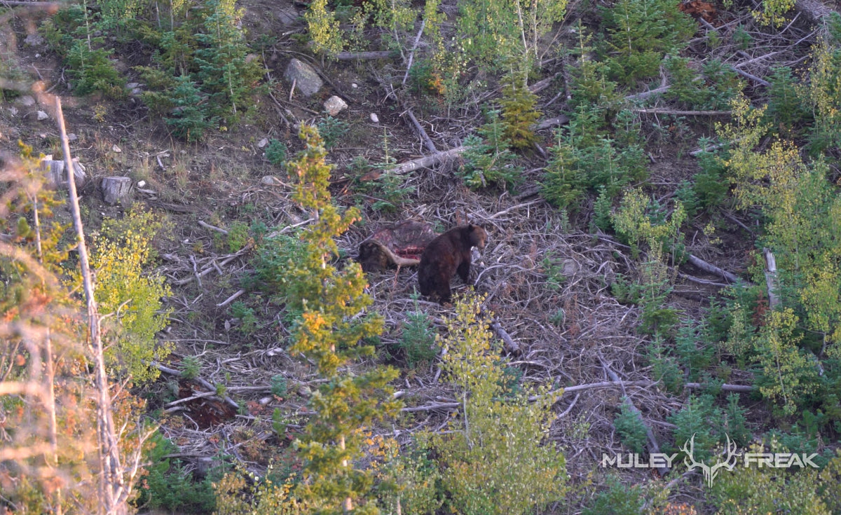 A big sow bear in Colorado eating on the carcass of a dead elk