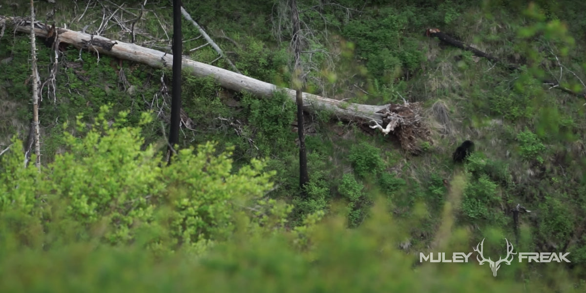 black bear in Hell's Canyon Idaho