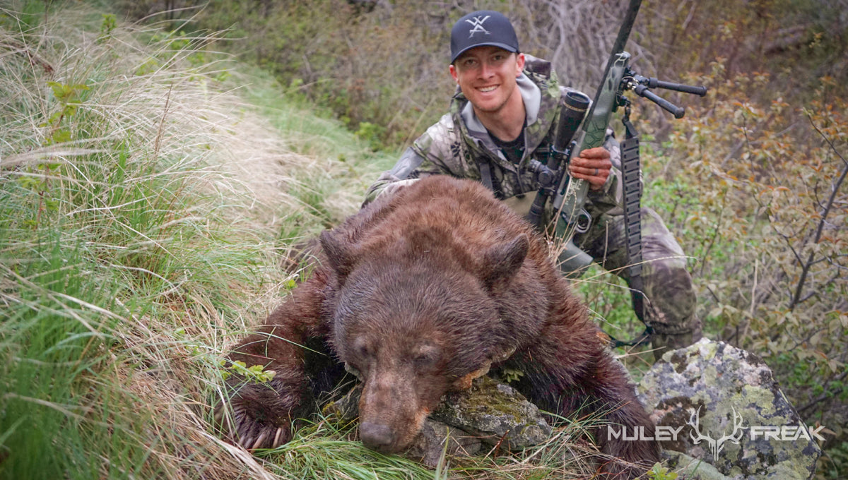 a giant chocolate bear lying down in tall grass after it was shot by Tyler Okamura in Hell's canyon Idaho