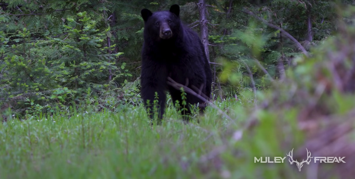 a big montana black bear on alert as it stands in the middle of a cleared logging road