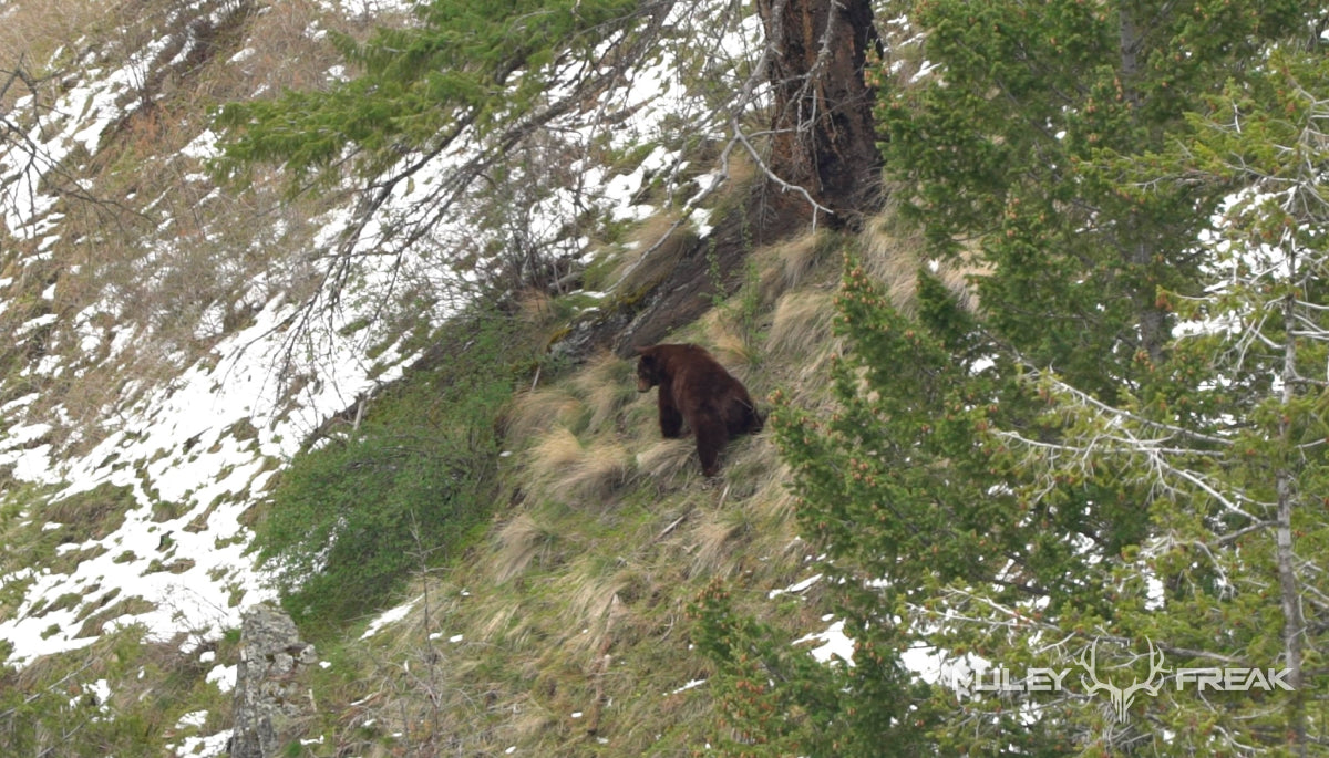 A big chocolate colored black bear grazing on grass in early spring