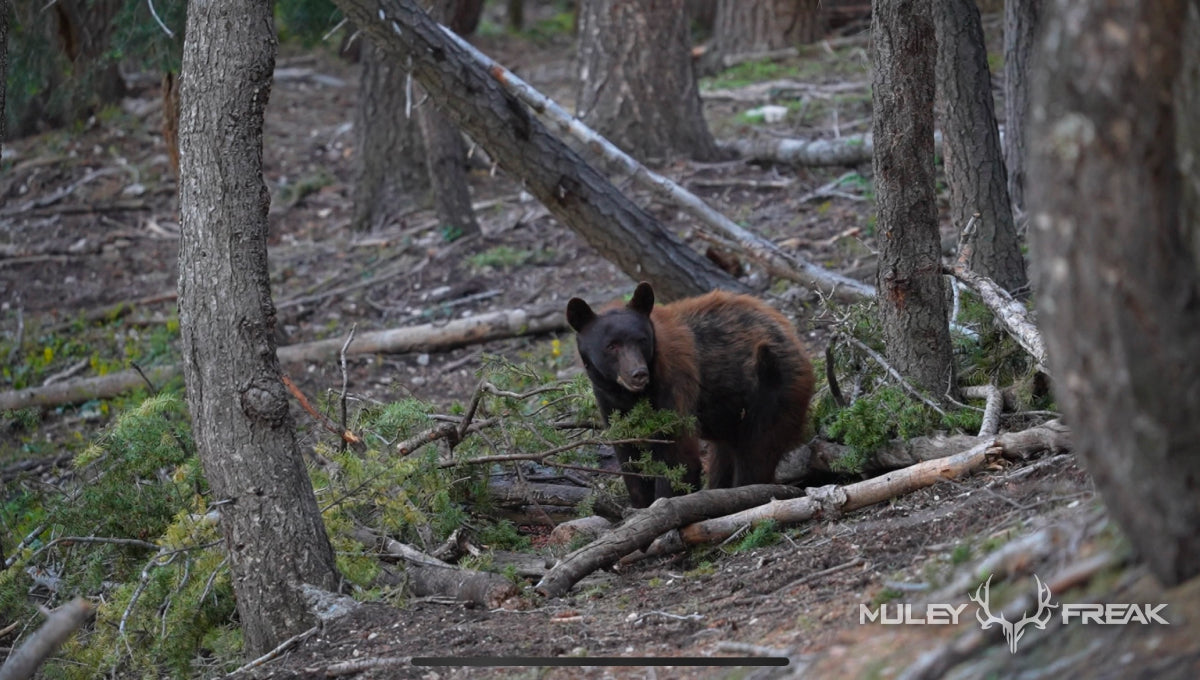 A Utah Black Bear standing in the forest looking curious to what lies ahead of him