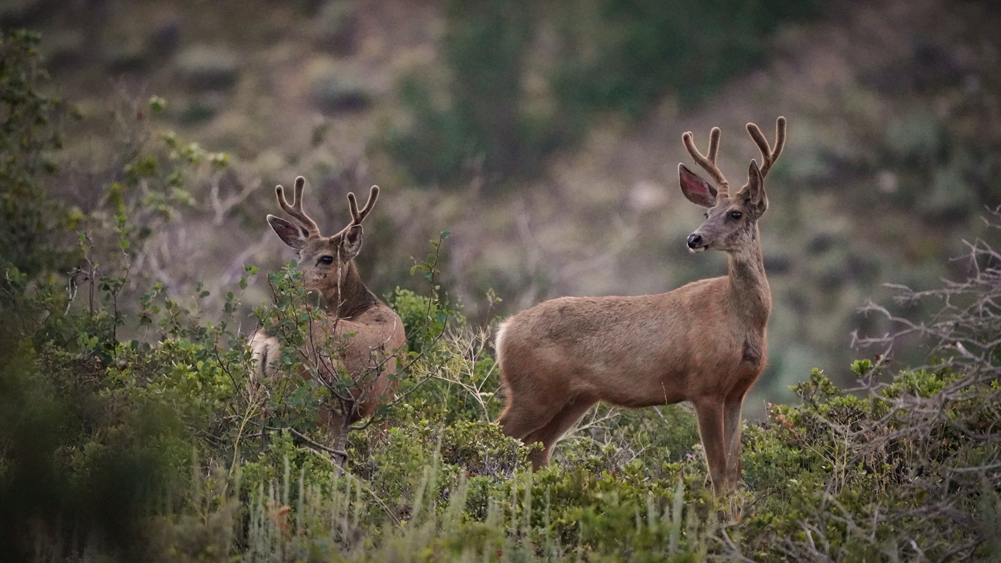 mule deer bucks in the velvet