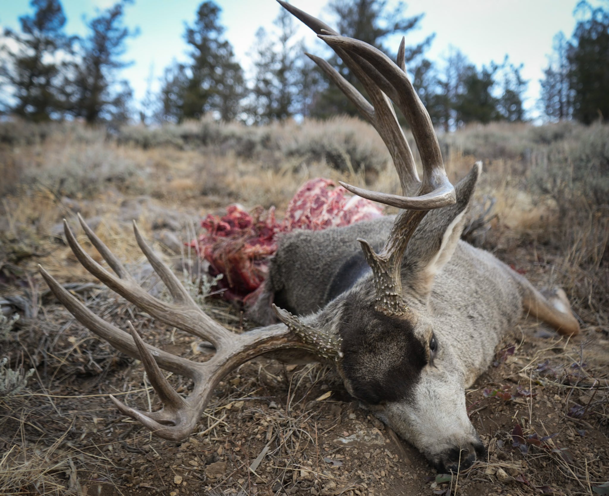 coyotes ate my 200 inch mule deer buck