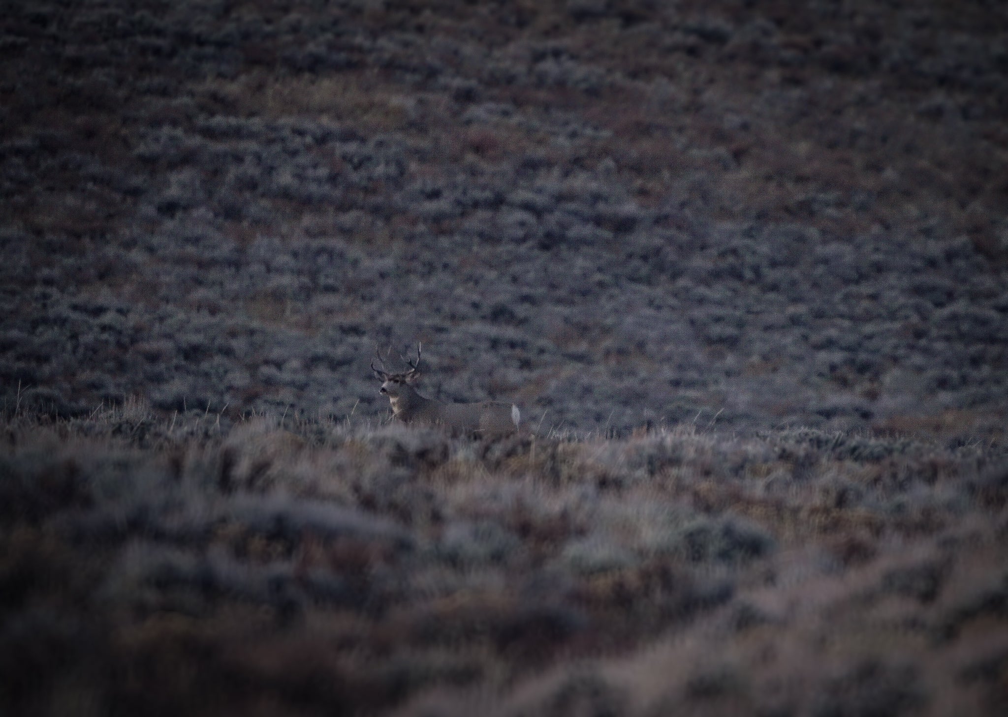 mule deer buck in colorad