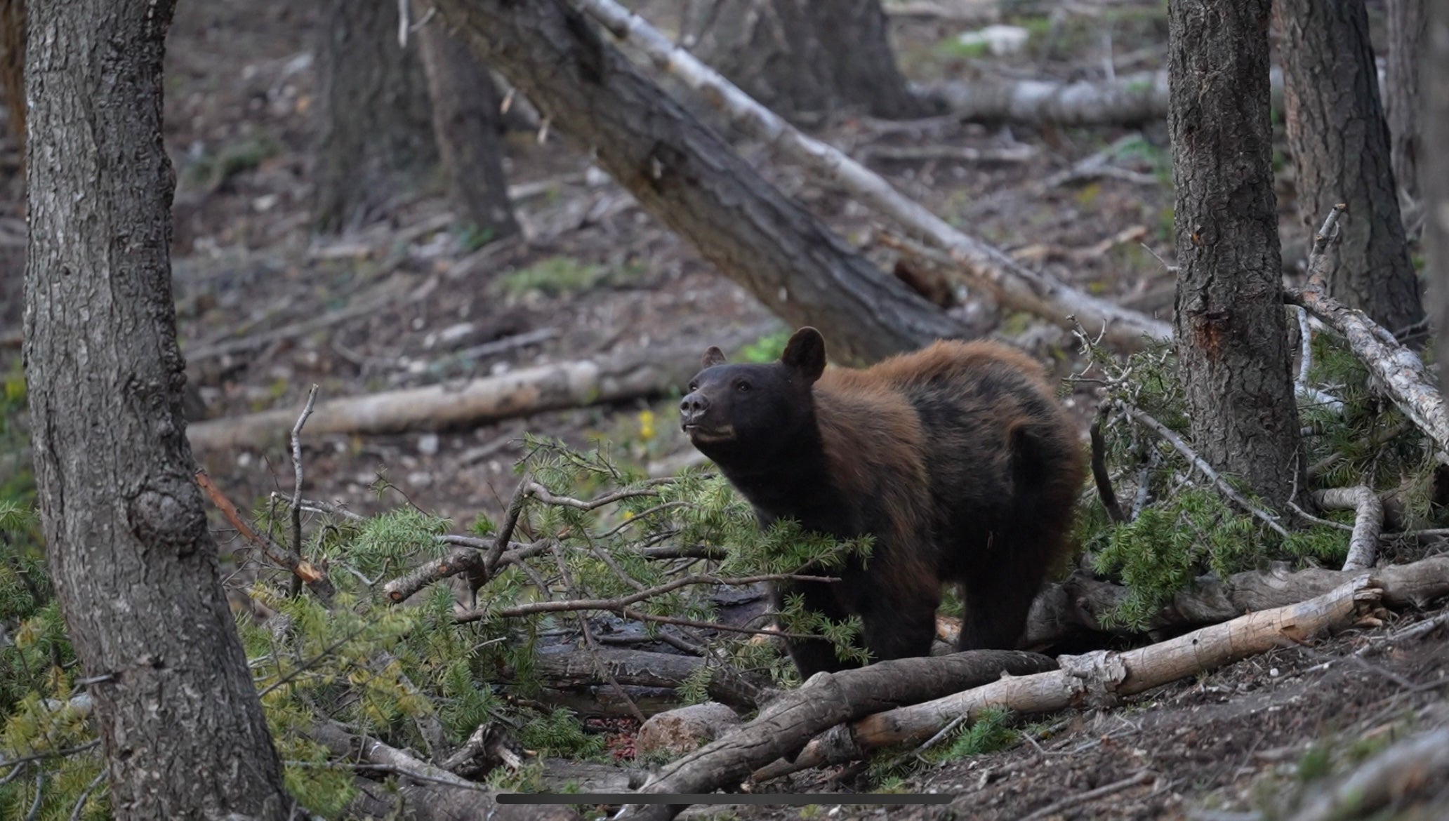 black bear lured in by bait