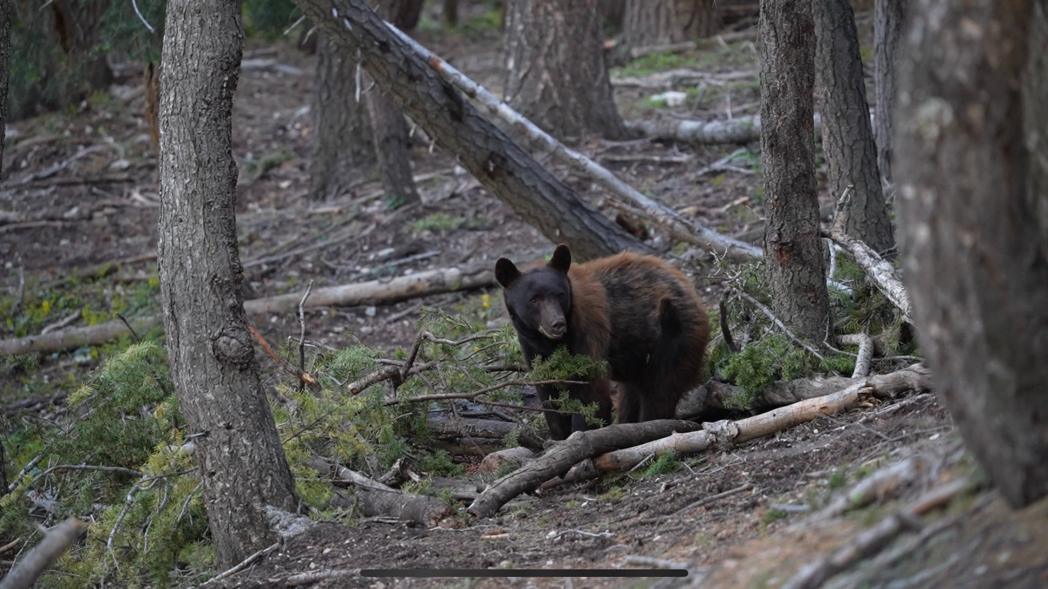 how to bait bears