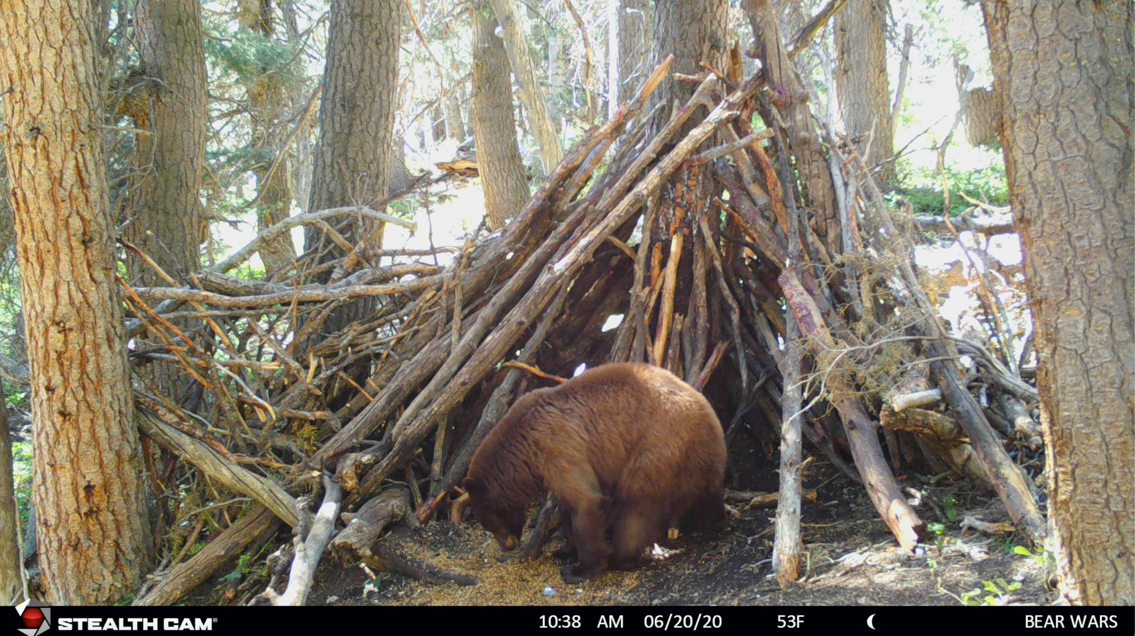 a utah black bear eating bait that was caught on trail camera