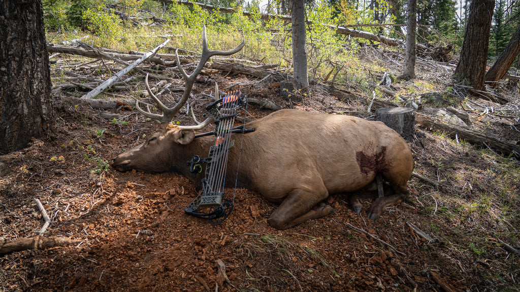 Archery Elk Bowhunting Killshot