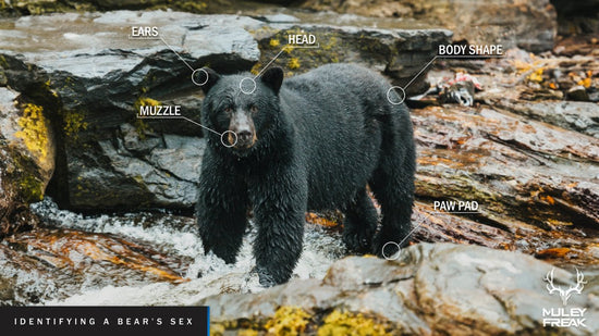 Comment identifier le sexe d'un ours - Muley Freak