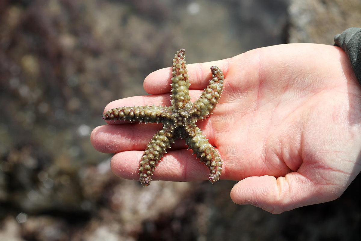 small brown starfish in persons hand