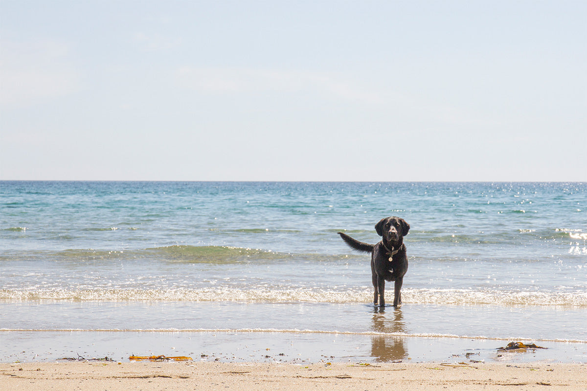 black dog on golden beach with blue sea