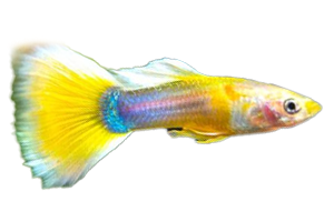 Affordable ikan guppy For Sale  Homes & Other Pet Accessories