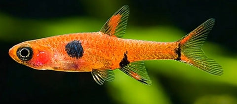 Rasbora dorsiocellata sp Sunset (Elevage semi-sauvage - Indonésie) -  Aquaplante