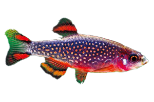 X10 Celestial Danio - Minnows only $121.53