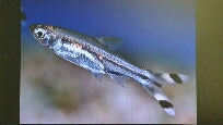 Rasbora dorsiocellata sp Sunset (Elevage semi-sauvage - Indonésie) -  Aquaplante