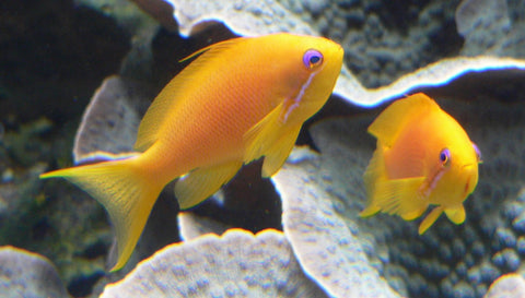 Anthias - Pet Kiosk Live