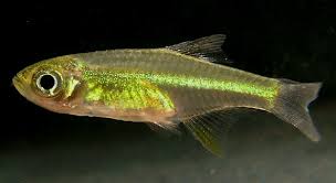 Rasbora dorsiocellata sp Sunset (Elevage semi-sauvage - Indonésie) -  Aquaplante