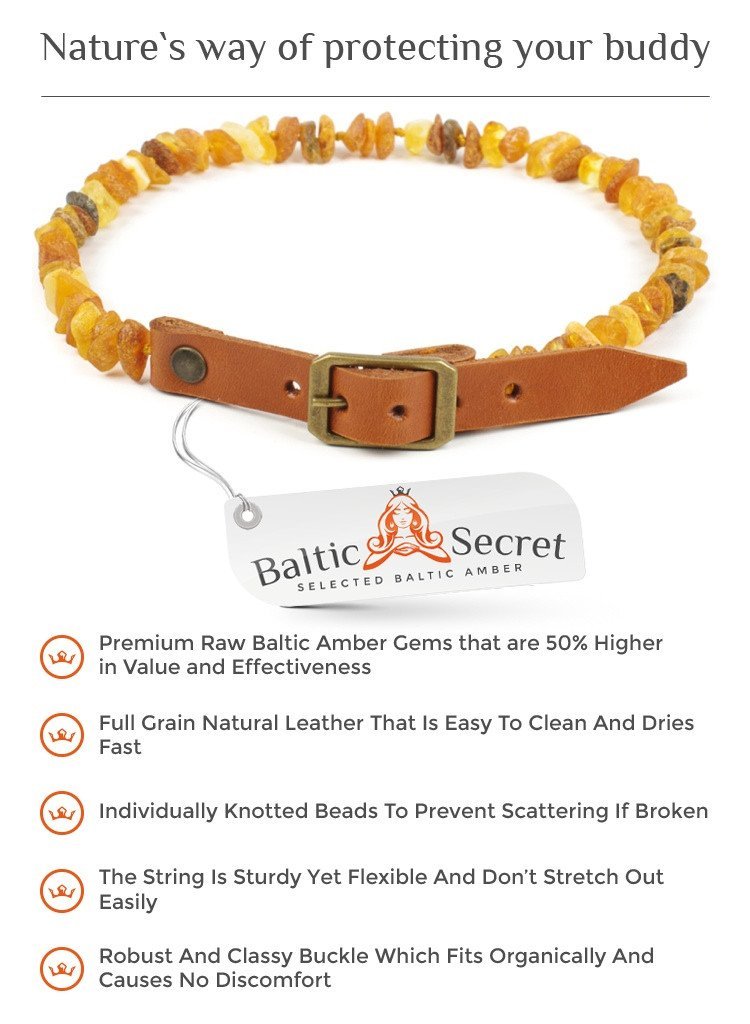 amber collar for dogs
